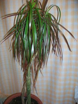 100_4750.JPG