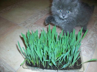 100_4753.JPG