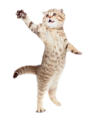 shutterstock_695663861.jpg