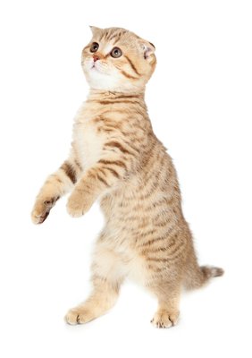 shutterstock_708240341.jpg