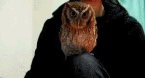 454841661.gif