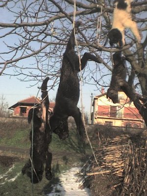 74195594_hung1.jpg