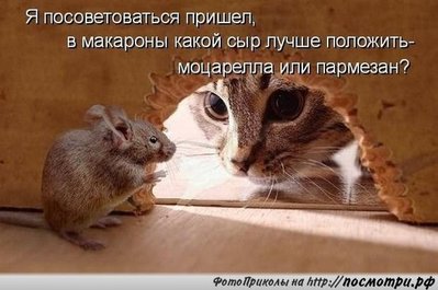 сыр.jpg