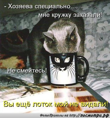 kotomatrici_Posmotri_rf_813.jpg