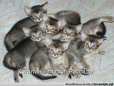 kotomatrici_Posmotri_rf_1221.jpg