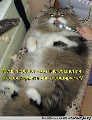 kotomatrici_Posmotri_rf_1177.jpg