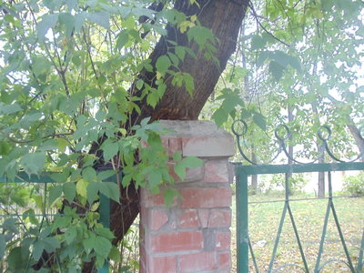 DSC06993.JPG