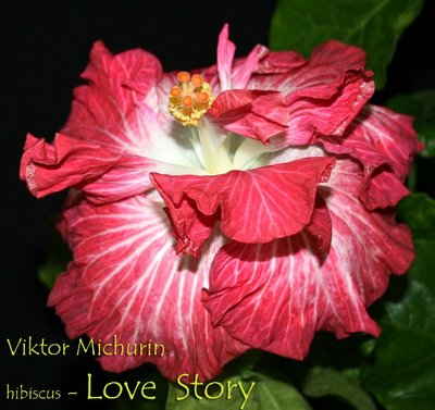 love story-2.jpg