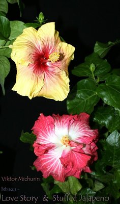 love story-2a.jpg