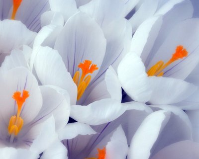 1253125521_flowers_igor_nko_38.jpg