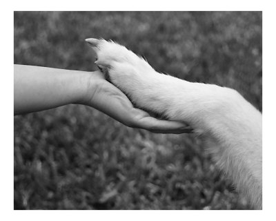 hand_and_paw.jpg