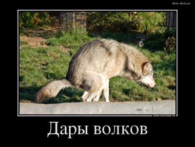 Дары волков.jpg