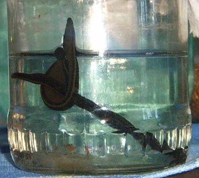 пиявочки.jpg